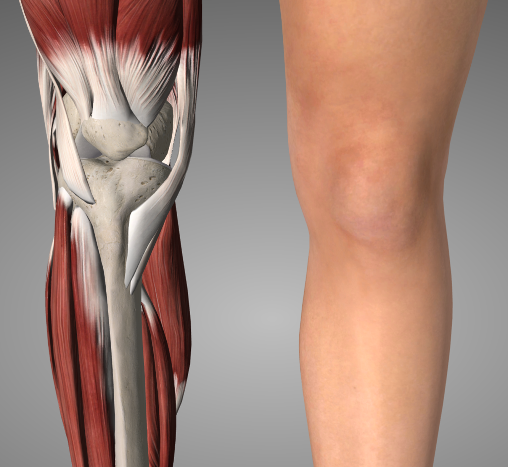 膝の骨と筋肉